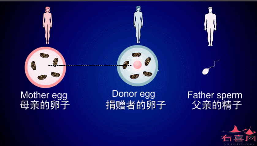 借卵试管代怀双胞胎零风险-借卵试管代怀双胞胎零风险:安全可靠的选择